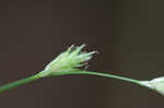 Tissue sedge